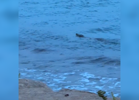 Crocodile seen in waters off Sentosa Cove trapped, euthanised: NParks