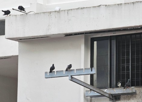'Raining bird shit': Woman allegedly feeds pigeons from Serangoon flat, affecting residents