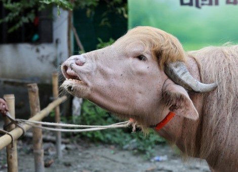 Viral fame spares 'Donald Trump' buffalo from Eid sacrifice in Bangladesh