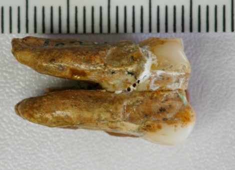 Ancient teeth hint at canoodling between early human relatives