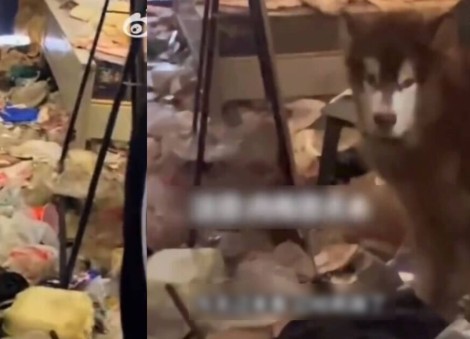 'Smells like hell': Property agent in China finds flat filled with trash, pet dog left behind
