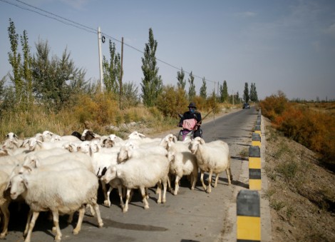 Job ad for shepherds goes viral in China exposing labour market strains
