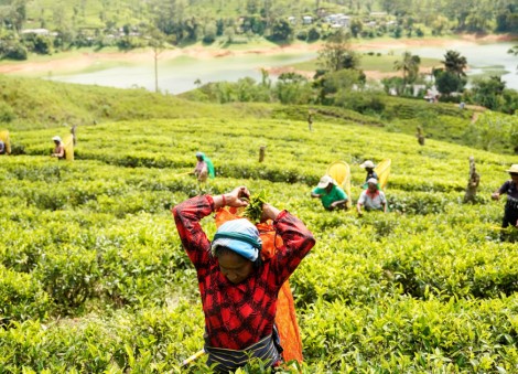 Middle East conflict hits Sri Lanka's tea industry, heightens economic strain