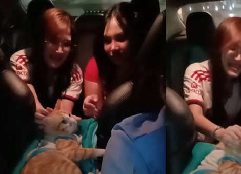 Cabby in Thailand rescues disabled orange cat, brings it to work daily