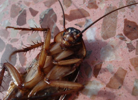 10 safe and natural ways to get rid of annoying cockroaches at home