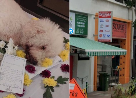 NParks investigating case of poodle's death after alleged neglect at Tanjong Katong shop