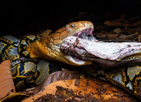 'This fight was certainly a treat': Enthusiasts turn up with stools to watch king cobra's 7-hour duel with python at Mandai