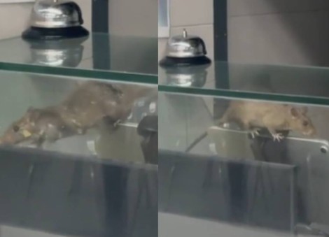 SFA investigating after rat spotted at food stall in SIT's Punggol campus