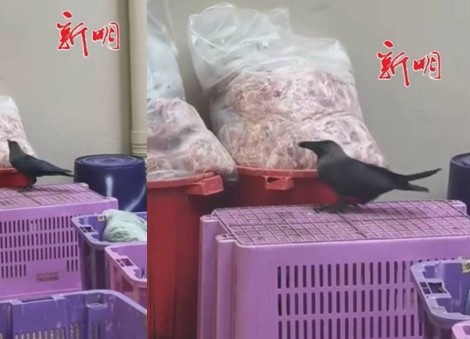 Crow seen pecking at bag of raw meat outside food court in Jurong West, SFA investigating