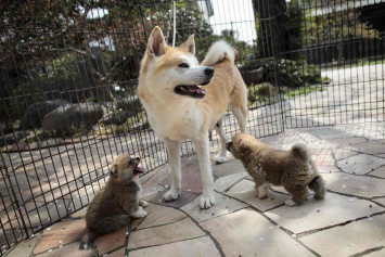 Japan's Akita dogs melt foreign hearts