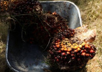 Malaysia slams 'unjust' EU deforestation law for blocking palm oil