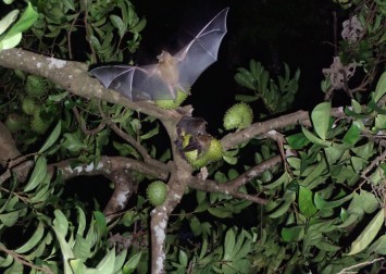 Bats remain likely source of coronavirus: Head of WHO team