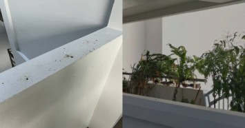 'It is unbearable': Choa Chu Kang residents frustrated over neighbour feeding birds despite repeated reminders