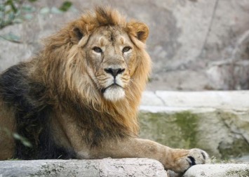 8 lions in Indian zoo test positive for Covid-19