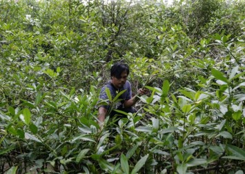 Indonesia's batik-makers turn to mangroves as demand grows for eco-dyes