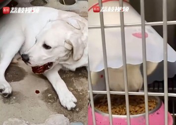 'You do not deserve to be human': Couple in China throws dog out window during argument