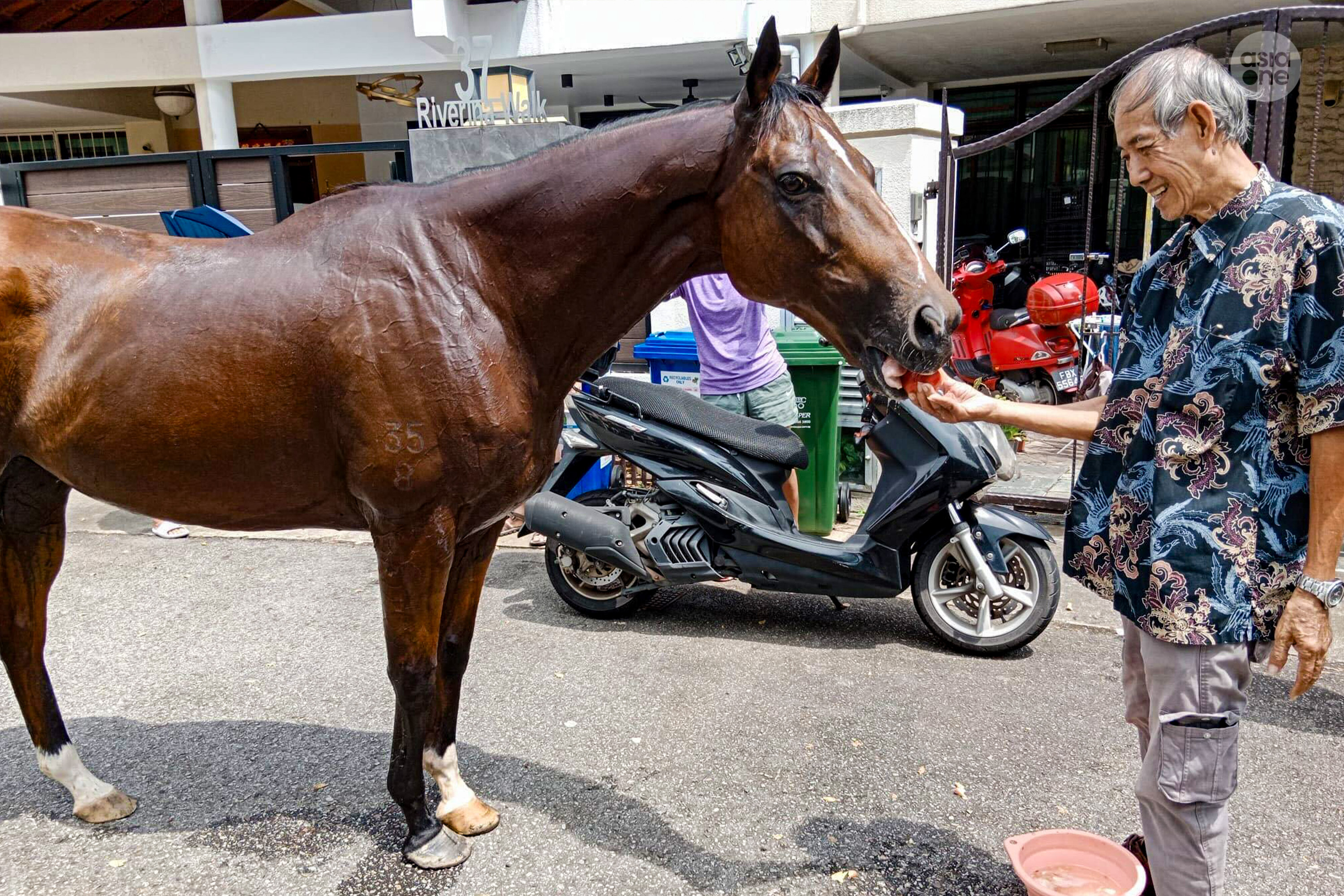 Steven Chong, 71, a resident staying at Riverina Walk feeding the brown horse with an apple.